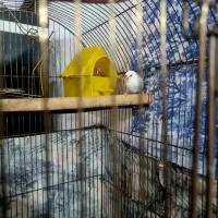 یه جفت فنج خوشکل