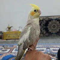 عروس پاریس یا هلندی جوجه آخری هست40روزشه