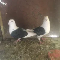 کفتر|پرنده|یزد, |دیوار