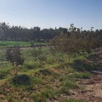 زمین مزروعی انتهای صحرای مبارکه نزدیک بلوارسنگ آهن|فروش زمین و ملک کلنگی|بافق, |دیوار