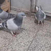 کبوتر دمگیر خرقه وپلاکی مسافتی|پرنده|برخوار, |دیوار