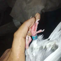 کبوتر تکپر|پرنده|تاتار علیا, |دیوار