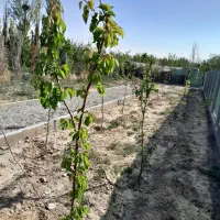 باغچه-300-متری-در-شهاب-شهر