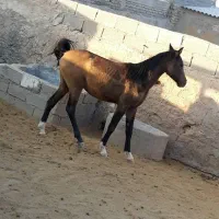 نریان دره شور خالص|حیوانات مزرعه|بیضا, |دیوار