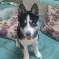 سگ هاسکی نر|سگ|تهران, فلاح|دیوار