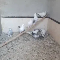 10تاکفتر غریبگیری ماده سرور