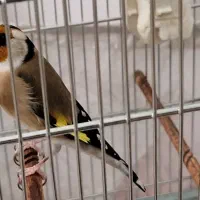 سهره دهن لر