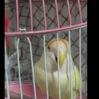 طوطی برزیلی زرد رنگ گم شده