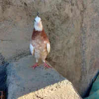 فروش  طوقی شازده