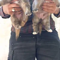 واگزاری توله قدر جونی 2 ماهه