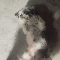 سگ یکساله ماده شیتزو|سگ|چهارباغ, |دیوار