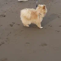 سگ یا پت بامزه و باهوش