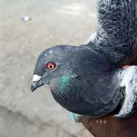 نر مگس پر خلط 888|پرنده|هامون, |دیوار