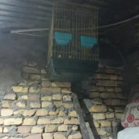 فروش قفسه پرنده|لوازم جانبی حیوانات|لاران, |دیوار