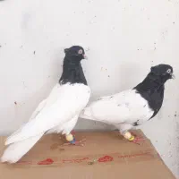 فروش جفت کله سیاه یاهمون کله اهوازی|پرنده|کارون, |دیوار