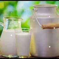 شیر گاو محلی