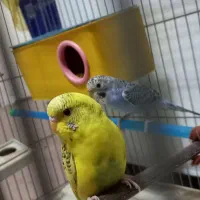 جفت مرغ عشق جوان|پرنده|بهبهان, |دیوار