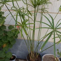 سانسوریا و نخل مرداب|گل و گیاه طبیعی|ابهر, |دیوار
