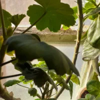 گل طبیعی|گل و گیاه طبیعی|اصفهان, قائمیه|دیوار