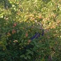 خانه ویلایی،چهارخوابه،باغ ویلامشجر،