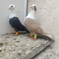 نروماده کلاغ هفت رنگ کاکلی|پرنده|تربتحیدریه, مظفریه|دیوار