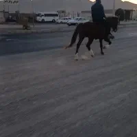 اسب یورقه کره طوفان نیشابوری|اسب و تجهیزات اسب‌سواری|خواف, |دیوار