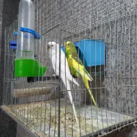 مرغ عشق دمه تخم|پرنده|ری, شهرک نظامی|دیوار