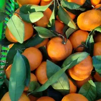 فروش پرتقال برگی و سورتینگی