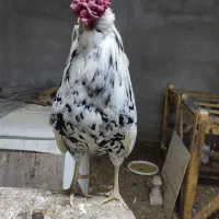 مرغ و خروس گلین