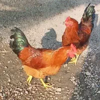 دو عدد خروس قرمز محلی درشت و جوان
