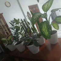 ۸ گلدون گل طبیعی سالم و سرحال