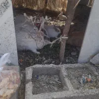 فورش خرگوش خانگی|موش و خرگوش|کهنوج, |دیوار