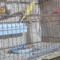 فروش قناری نر بخوان
