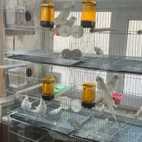 انواع نژاد ها طوطی عروس هلندی از سرلاکی تا جفت کار