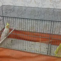 یک جفت عروس طوطی