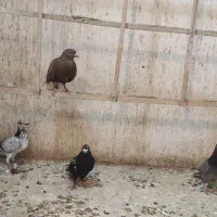 کبوتر صید چهارتا ۸۰۰