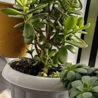 گل اپارتمانی|گل و گیاه طبیعی|خوی, |دیوار