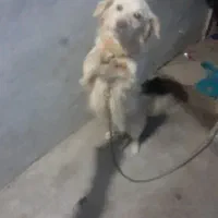 پاکوتاه حرف گوش کن