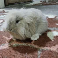 خرگوش لوپ نر و وماده|موش و خرگوش|بندر انزلی, بشمن|دیوار