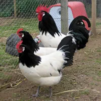 مرغ و خروس لاکنولدر و ورورک