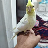 عروس هلندی دستی|پرنده|سیرجان, |دیوار