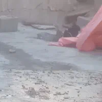 خرگوش مفت