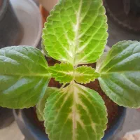 گل های زیبا|گل و گیاه طبیعی|اسفراین, |دیوار