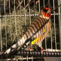 سهره متولدقفس