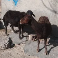 گوسفندیلینی وبزغاله