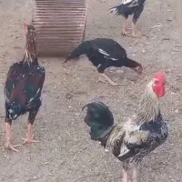 خروس لاری|حیوانات مزرعه|گرمسار, |دیوار