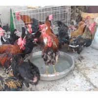 مرغ تخم‌گذاری خروس|حیوانات مزرعه|اهواز, منازل کارون|دیوار