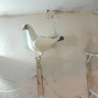 کبوتر صید|پرنده|مشهد, کوشش|دیوار