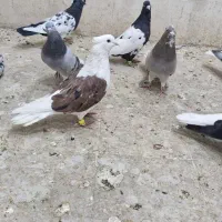 دوکت سرخ خال سیاه