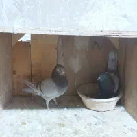 کفتر تیر ماهی ۸جفت هم خال|پرنده|گلستان (تهران), |دیوار